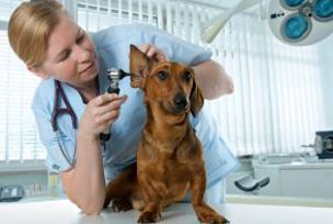 Veterinaria Dogtoras