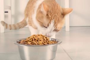 Veterinaria Dogtoras