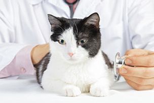 Veterinaria Dogtoras