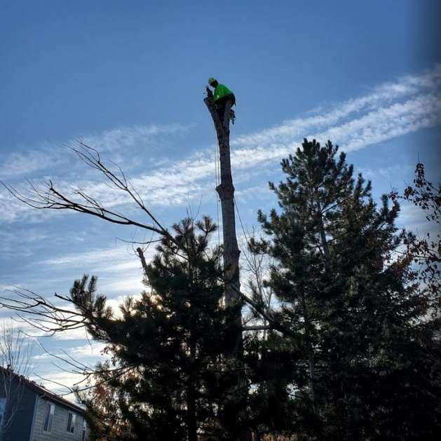 A man in a green jacket is climbing a tree.