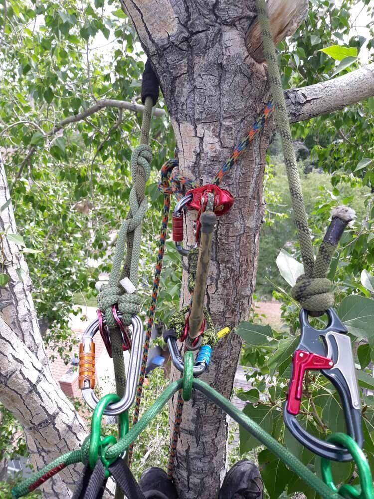 A person is hanging from a tree with ropes and carabiners.