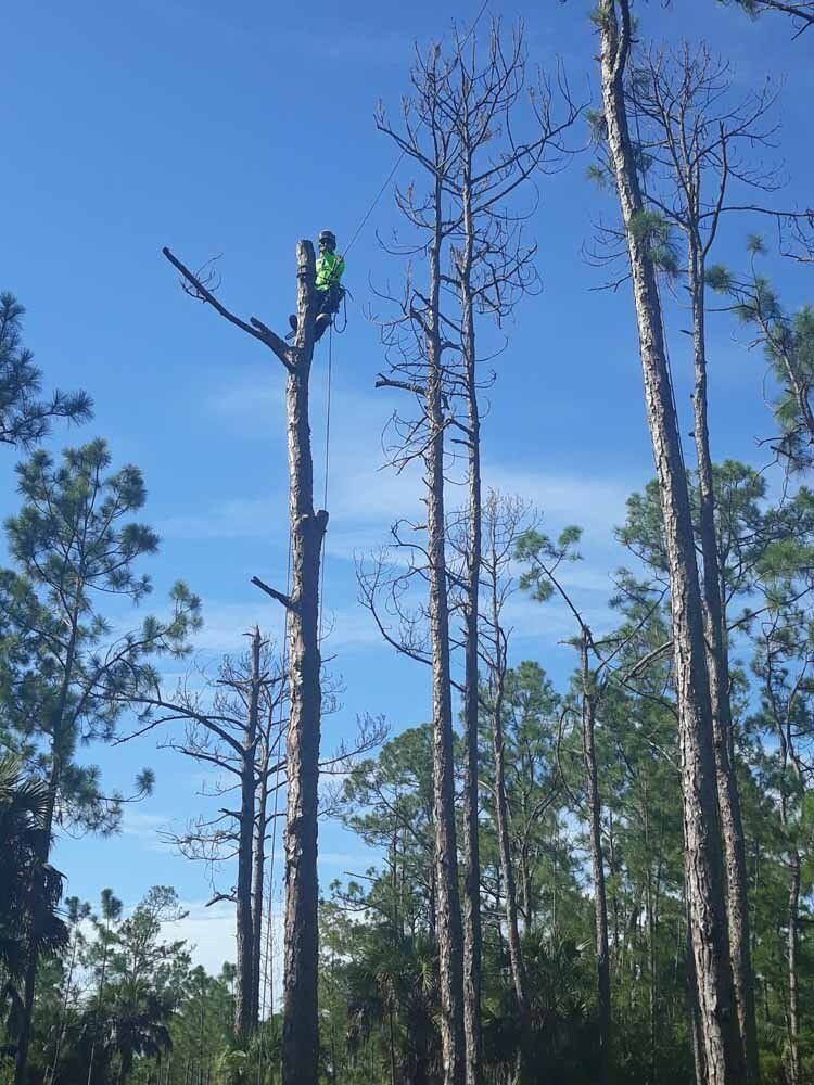 A man is climbing a tree in the woods.