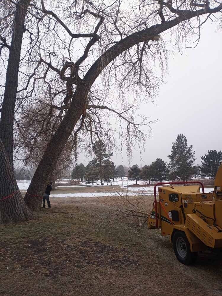 A tree is being cut down by a machine in a park.