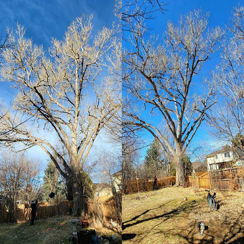 A before and after picture of a tree without leaves.