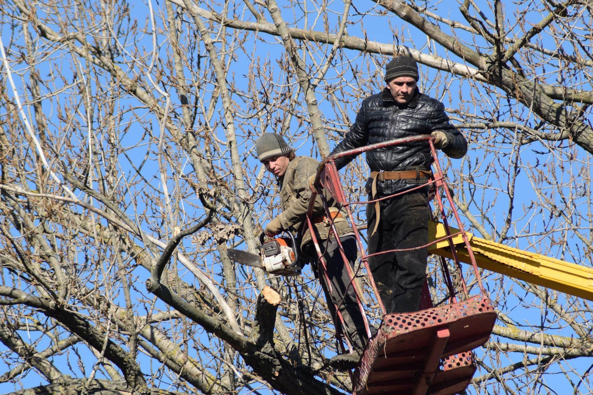 Pruning trees using a liftarm