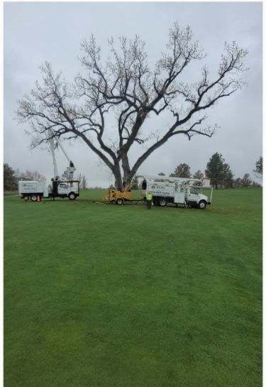 A large tree is being cut down in a grassy field.