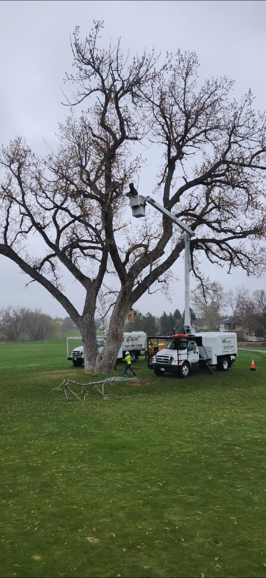 A man is cutting a tree in a park with a bucket truck.