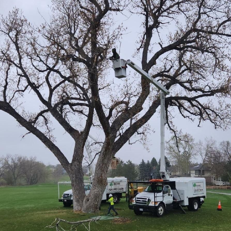 Tree Trimming in Centennial, Englewood, Highlands Ranch & Greenwood Village, CO