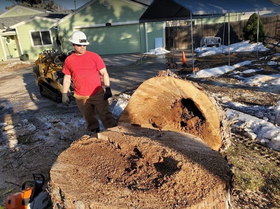 A man is standing next to a large tree stump.