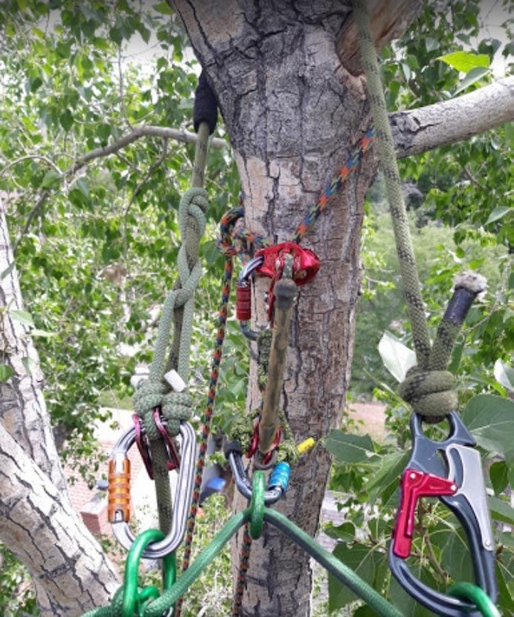 A tree with ropes and carabiners attached to it.