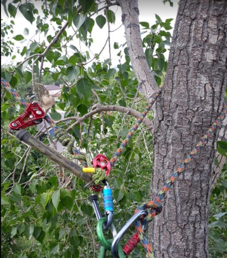 A tree with a lot of ropes attached to it