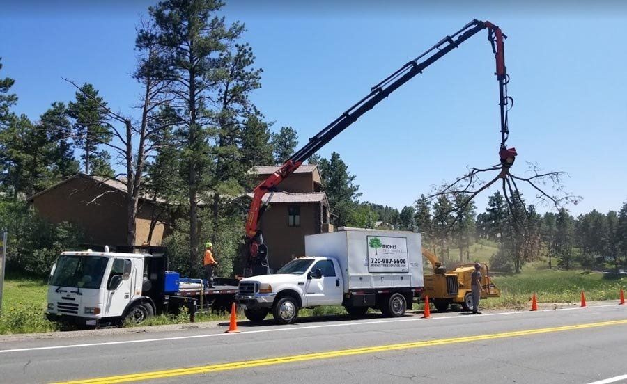 A crane is being used to remove a tree from the side of the road