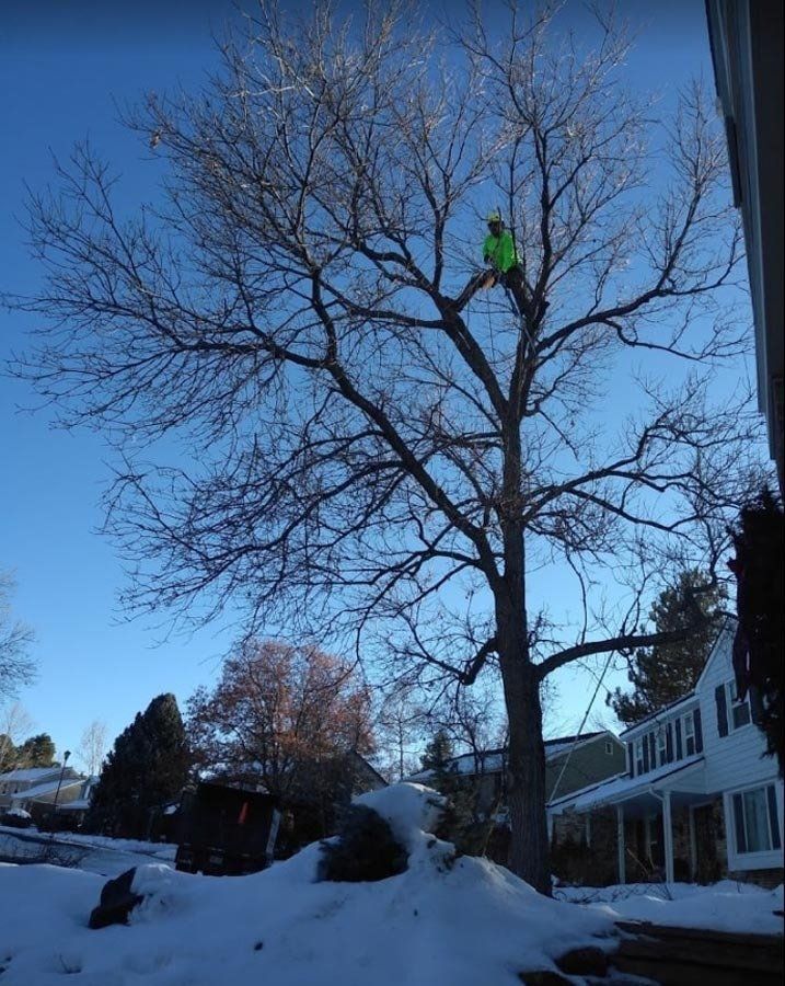 A man in a green jacket is climbing a tree