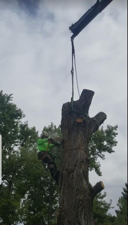 A tree stump is being removed by a crane.