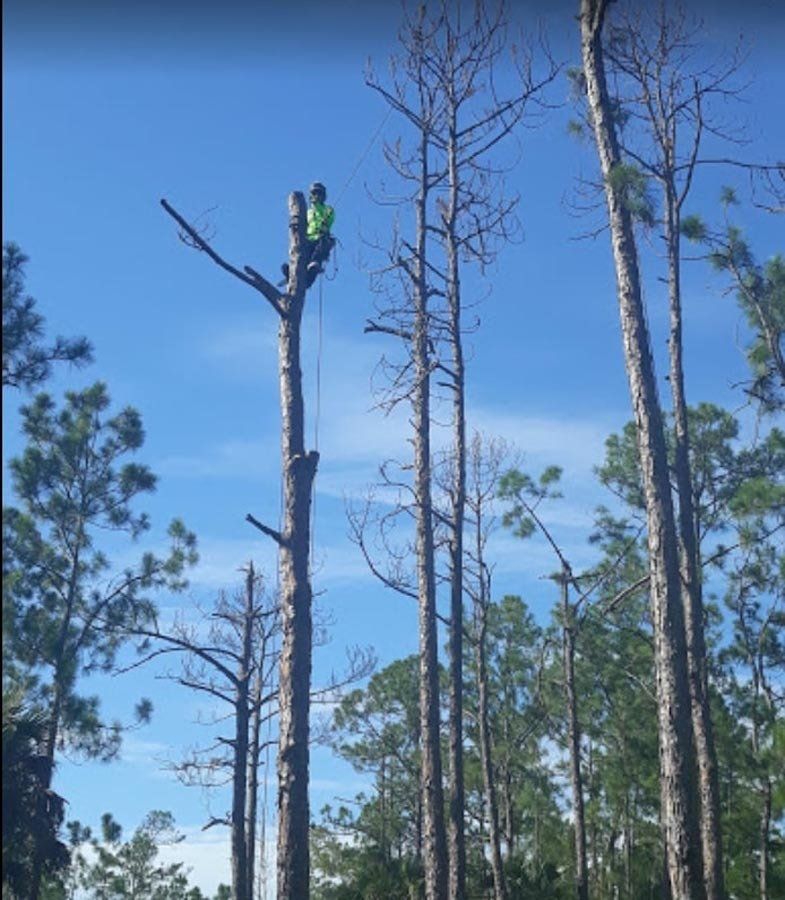 A man is climbing a tree in the woods.