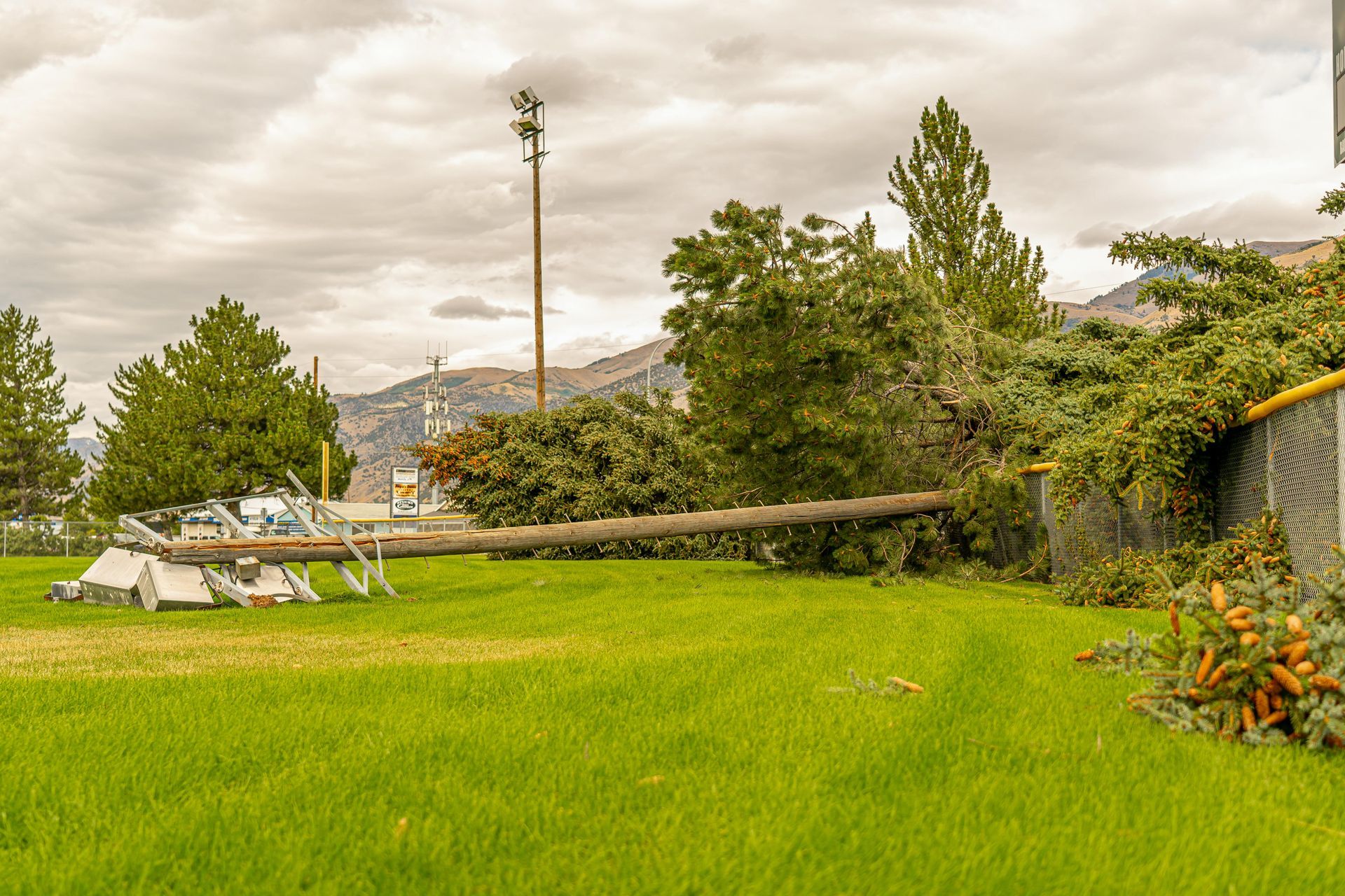 emergency tree removal in Centennial