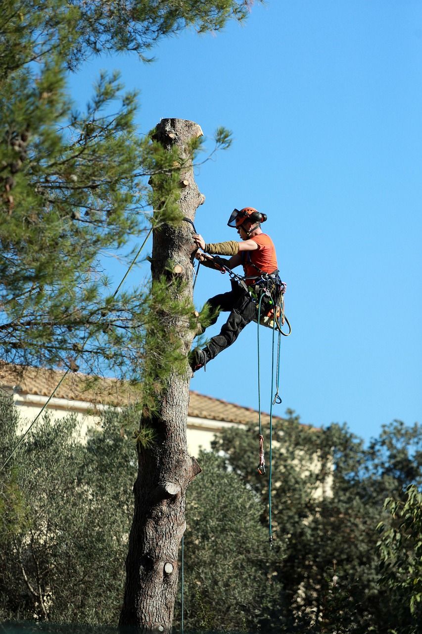 expert tree trimming services in Centennial, CO