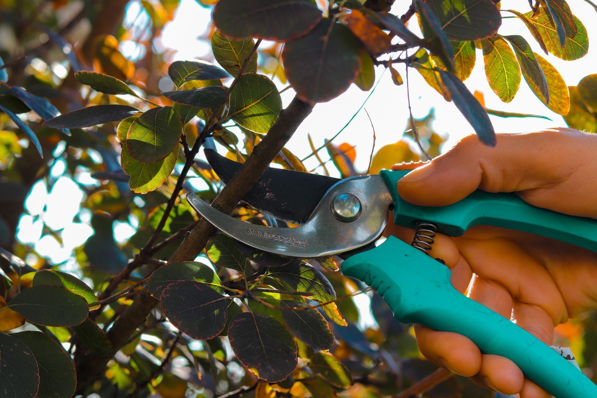 Tree Pruning Services Englewood, CO