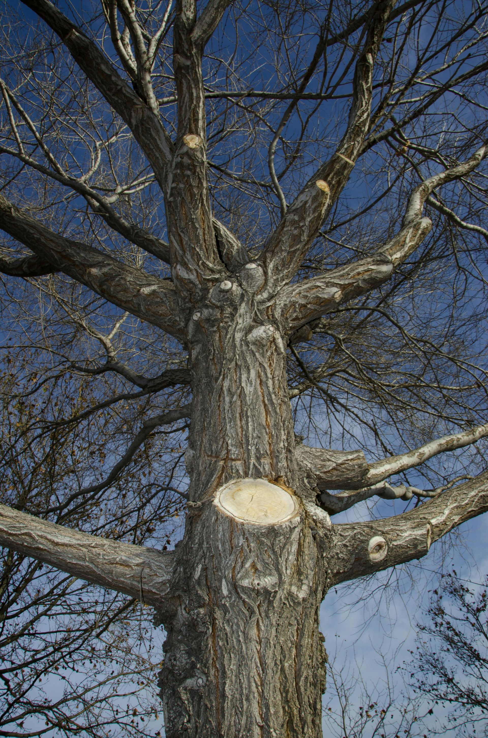 A tree with a stump in the middle of it and a blue sky in the background.