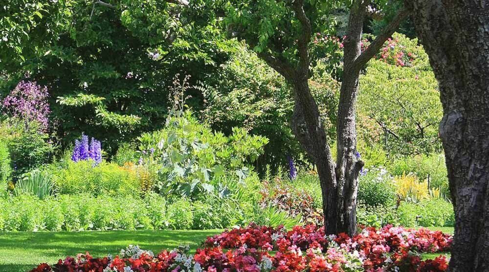 A tree in the middle of a garden surrounded by flowers and trees.