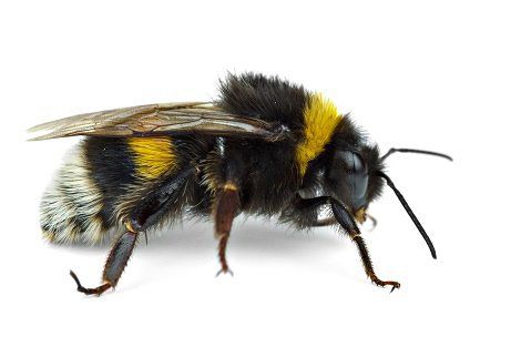 Bees — Harrisonburg, VA — Minnick Termite & Pest Control Inc