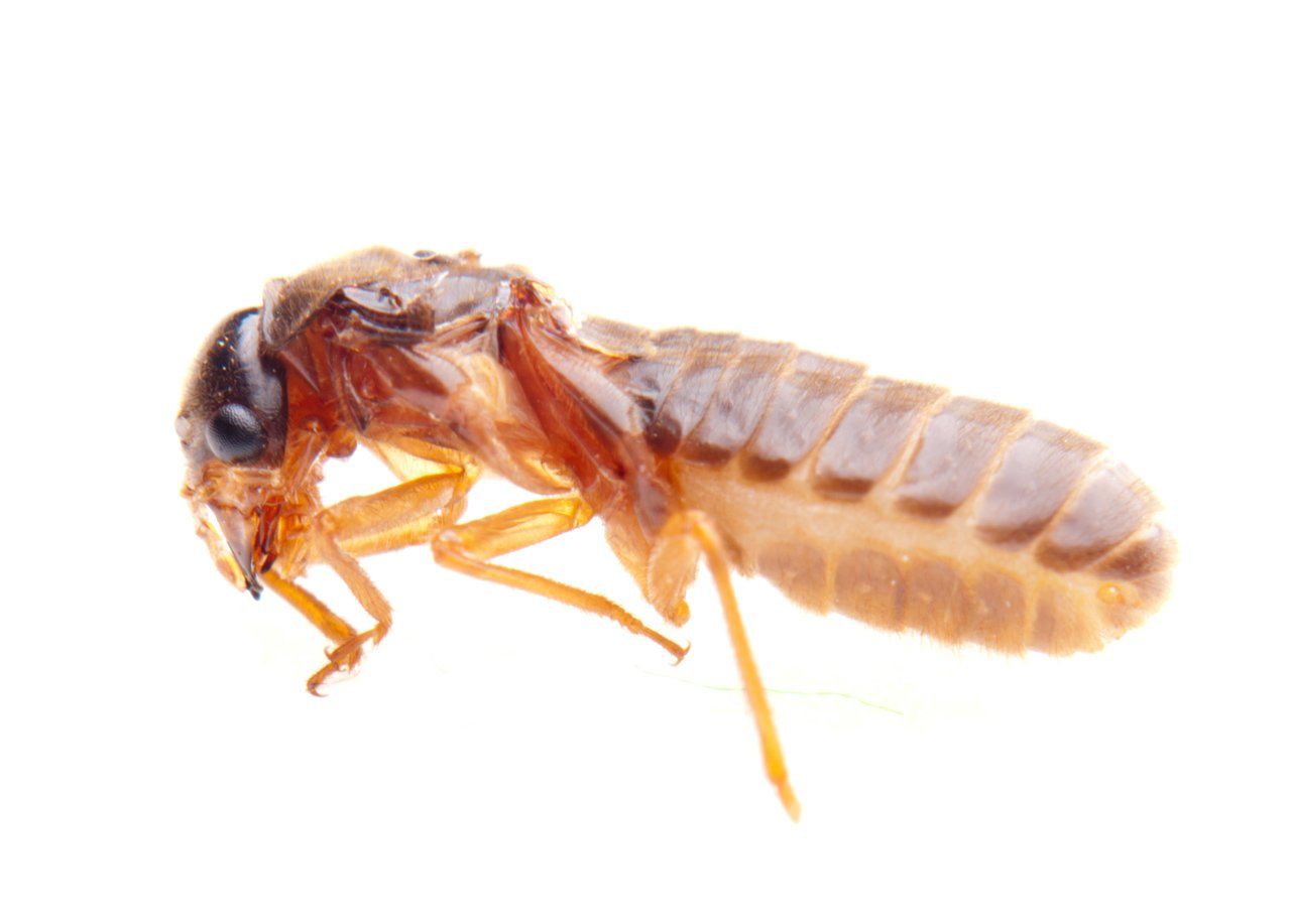 Termites on Wood — Harrisonburg, VA — Minnick Termite & Pest Control Inc
