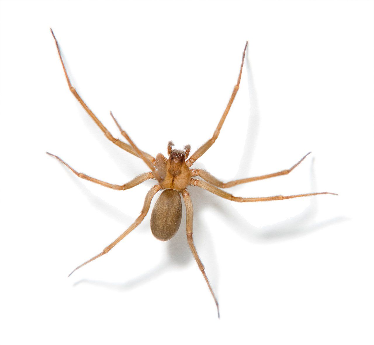 Spiders — Harrisonburg, VA — Minnick Termite & Pest Control Inc