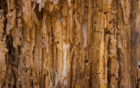 Termite Control — Harrisonburg, VA — Minnick Termite & Pest Control Inc