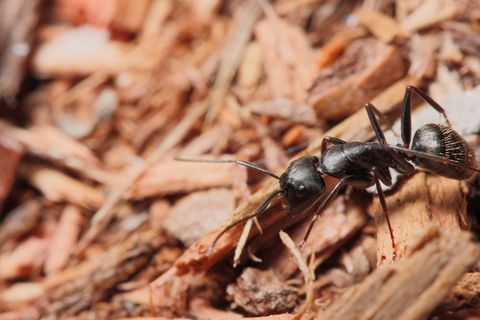Carpenter Ants — Harrisonburg, VA — Minnick Termite & Pest Control Inc
