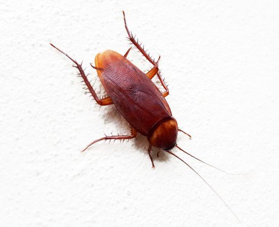 Cockroaches — Harrisonburg, VA — Minnick Termite & Pest Control Inc