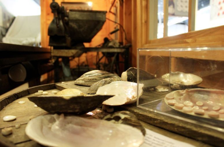 A display of oyster shells in a glass case