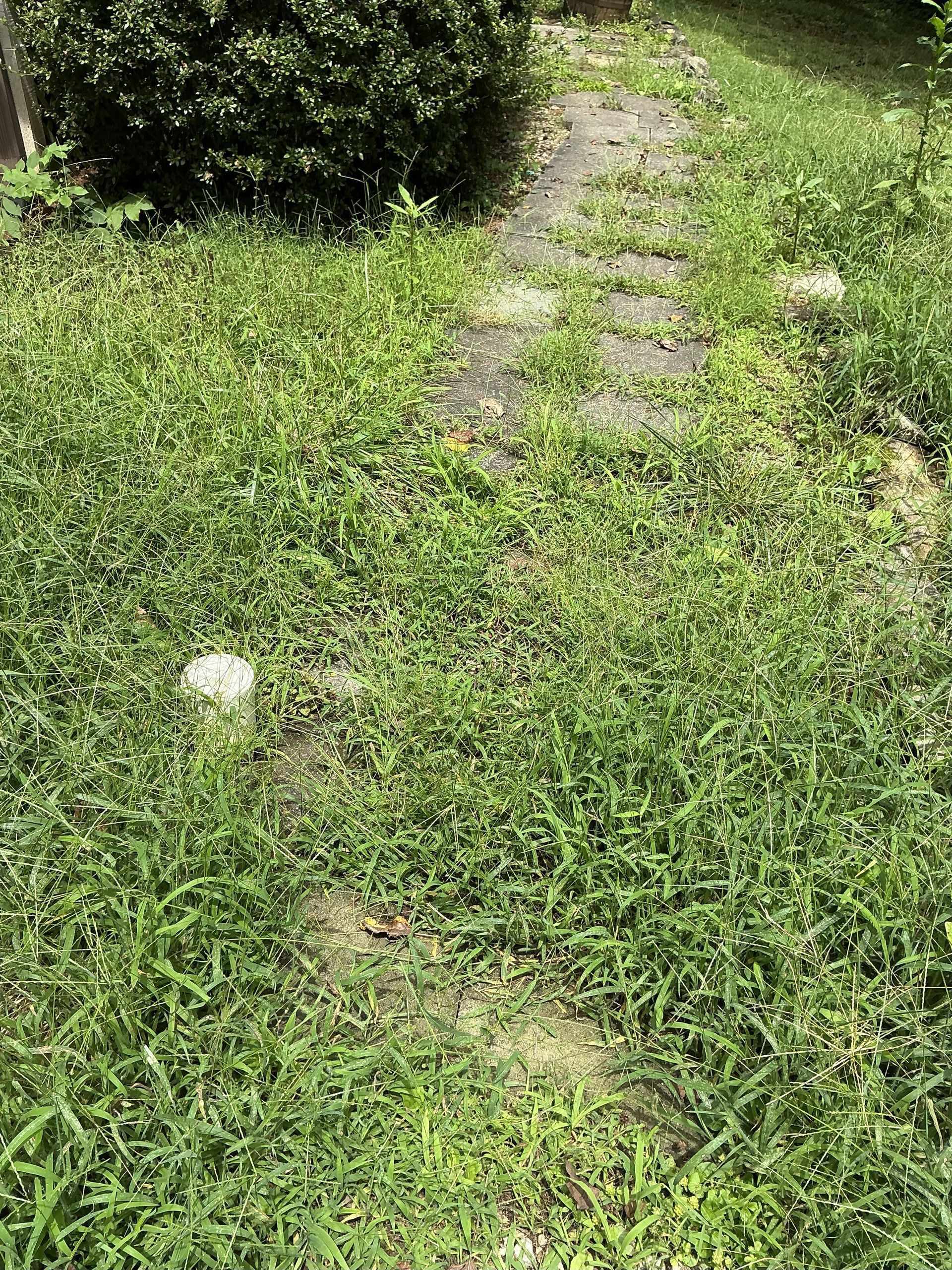 Overgrown, weed-covered stone path through a yard with a green bush in the background.