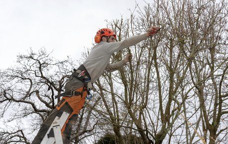 tree contractor on a ladder using hand tools to prune trees