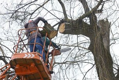 tree contractor in bucket truck cutting tree branches with a chainsaw