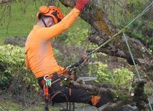 tree trimmer suspended in a tree by cables cutting tree branches