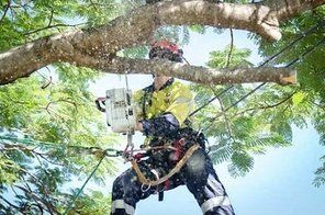 tree removal professional cutting tree branches with a chainsaw