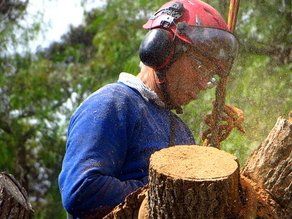 tree trimmer cutting the stump of a tree with sawdust in the air