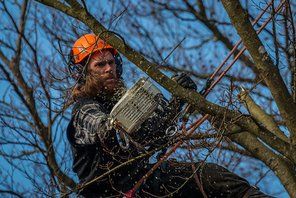 tree trimmer trimming tree branches with a chainsaw
