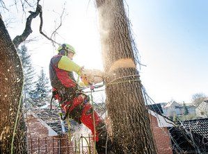 tree removal contractor using a chainsaw to cut a tree down