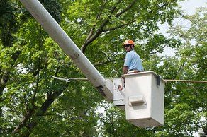 tree contractor in a crane trimming trees
