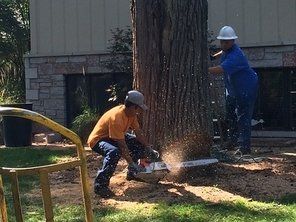 tree contractors using a chainsaw at the base of large tree to chop it down