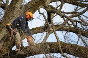 tree contractor in a tree with a chainsaw sawing limbs