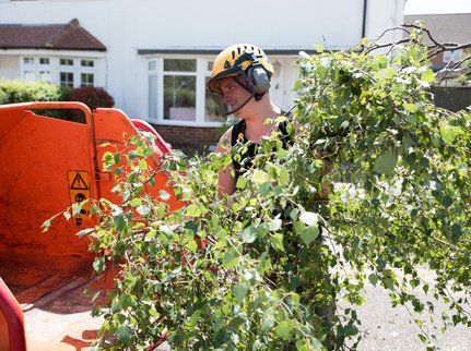 tree trimmer putting cut limbs into a wood chipper