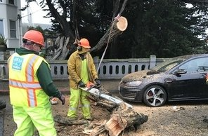 two tree contractors cutting a fallen tree with a chainsaw