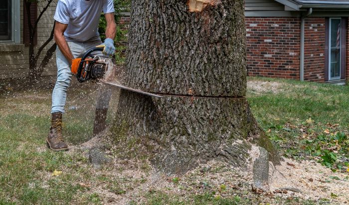 A man is cutting a tree stump with a chainsaw.