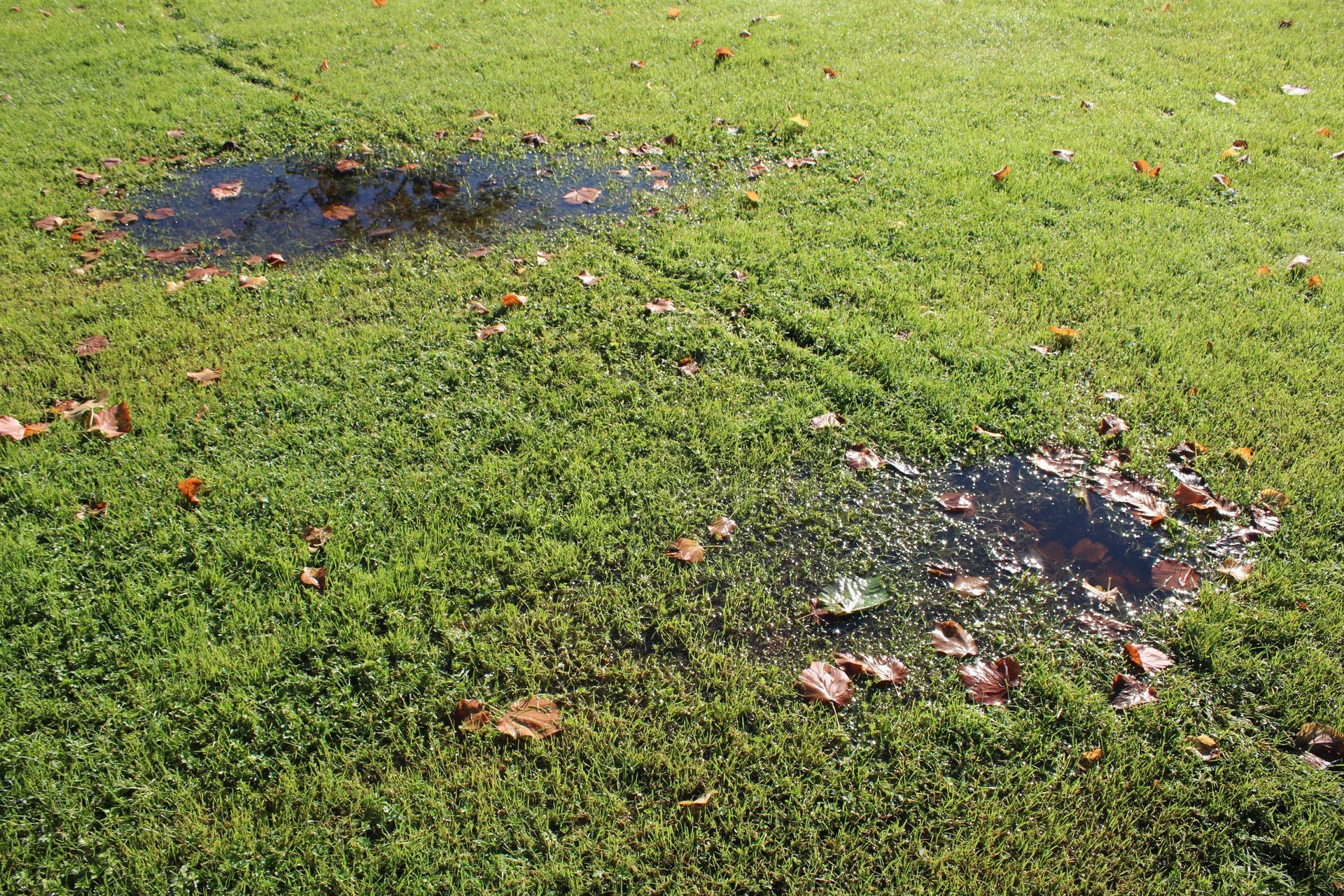 Two puddles on a green grassy lawn, with fallen leaves scattered around.