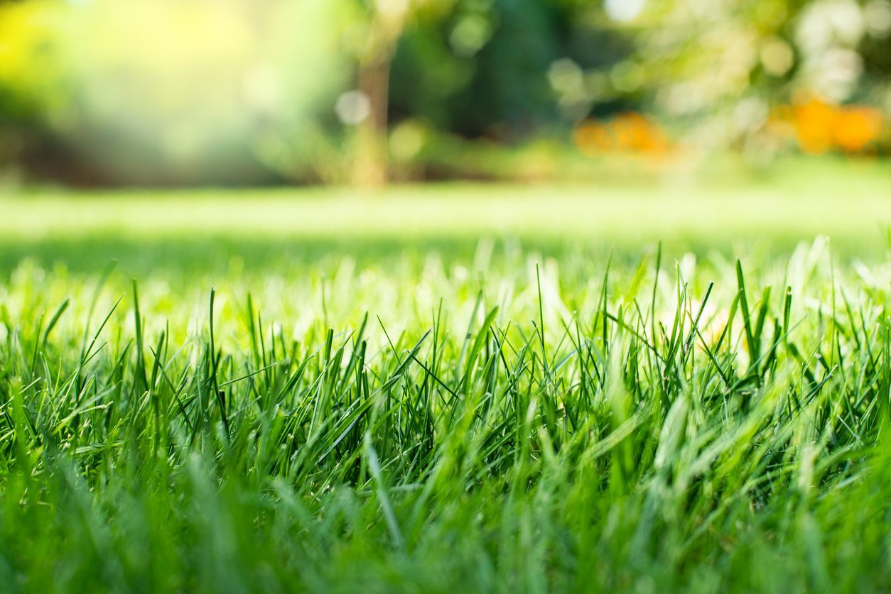 A close up of a lush green lawn with a blurry background.