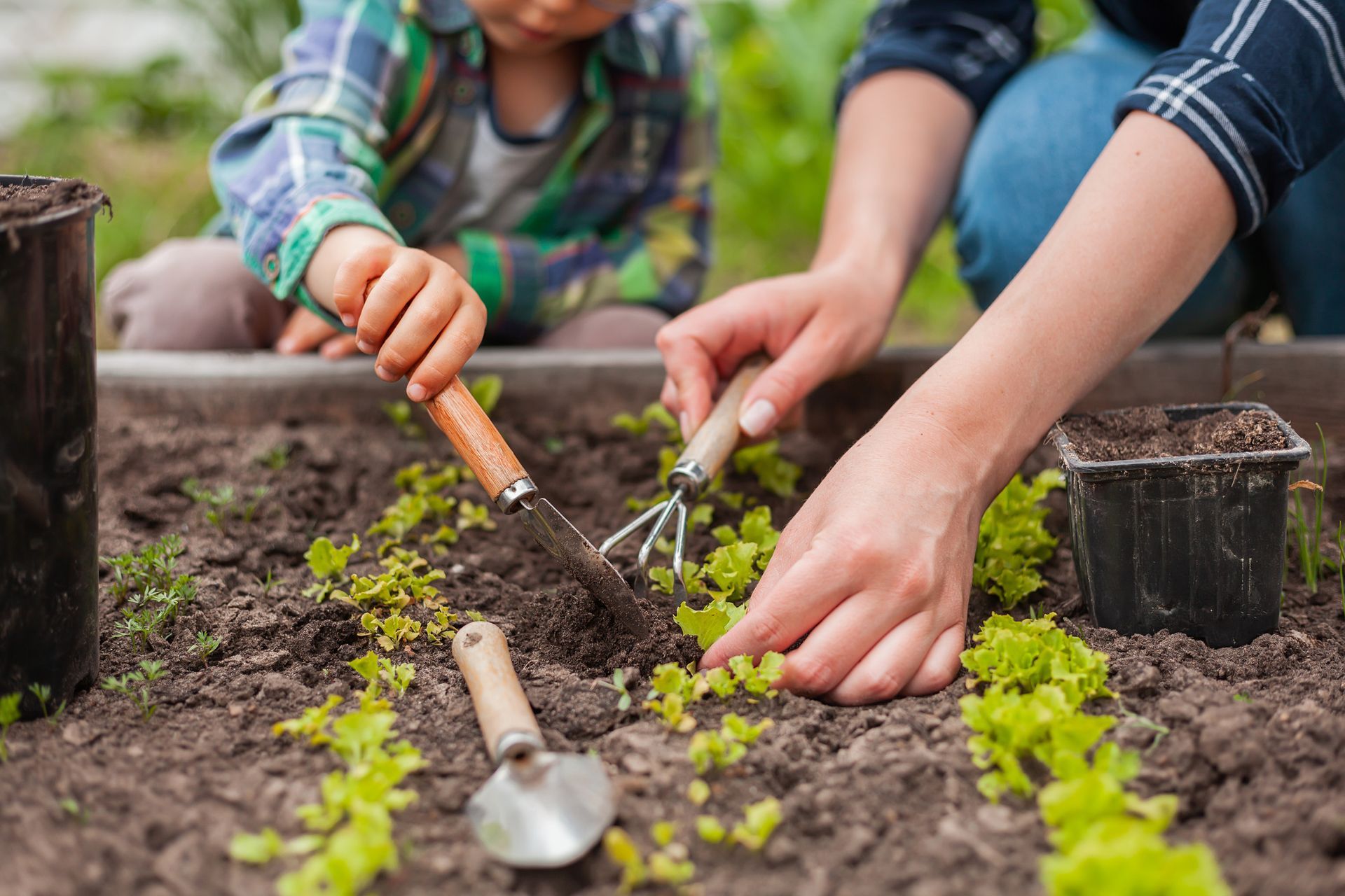 Lush green garden plants growing in soil with a blurred outdoor background