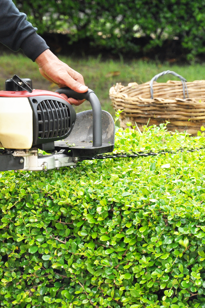 Professional Worker Trimming Bushes