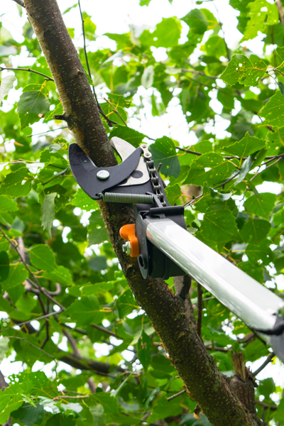 Professional Worker Trimming a Tree